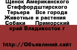 Щенок Американского Стаффордштирского Терьера - Все города Животные и растения » Собаки   . Приморский край,Владивосток г.